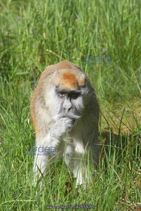 : Patas Monkey - Searching for food in grassland : Patas Monkey - Searching for food in grassland