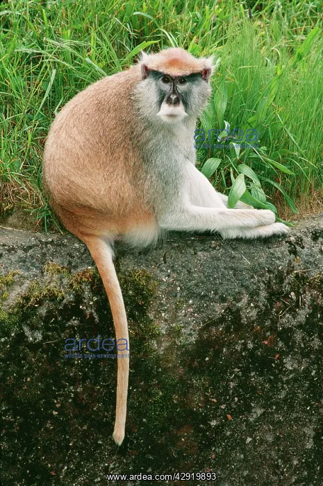 : PATAS MONKEY - SITS ON GROUND : PATAS MONKEY - SITS ON GROUND