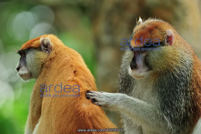 : Patas Monkey / Wadi Monkey / Hussar Monkey - grooming : Patas Monkey / Wadi Monkey / Hussar Monkey - grooming