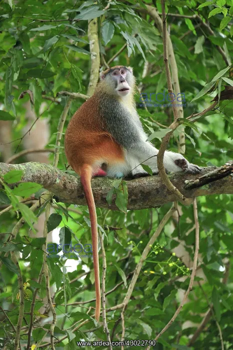 : Patas Monkey / Wadi Monkey / Hussar Monkey male : Patas Monkey / Wadi Monkey / Hussar Monkey male