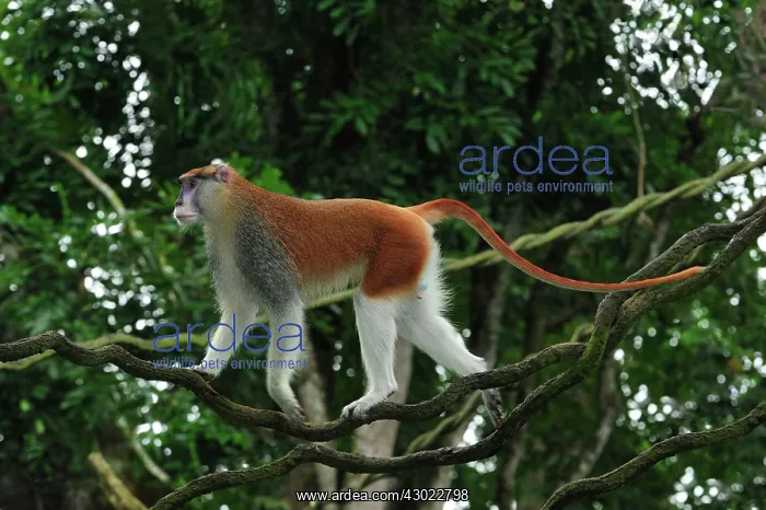 : Patas Monkey / Wadi Monkey / Hussar Monkey male : Patas Monkey / Wadi Monkey / Hussar Monkey male