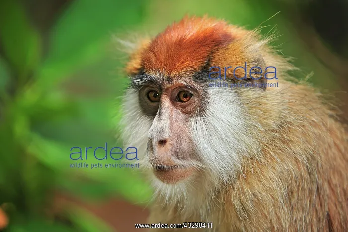 : Patas Monkey / Wadi Monkey / Hussar Monkey Sweetwater : Patas Monkey / Wadi Monkey / Hussar Monkey Sweetwater