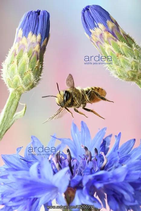 : Patchwork leafcutter bee (Megachile centuncularis) : Patchwork leafcutter bee (Megachile centuncularis)