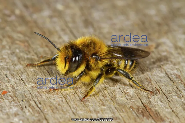 : Patchwork leafcutter bee (Megachile centuncularis) : Patchwork leafcutter bee (Megachile centuncularis)