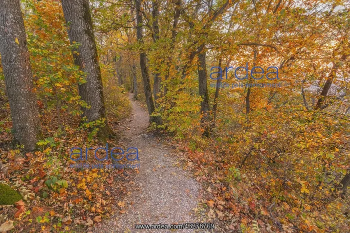 : Path in autumn forest - footpath leading through : Path in autumn forest - footpath leading through