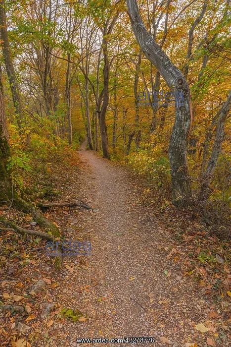 : Path in autumn forest - footpath leading through : Path in autumn forest - footpath leading through
