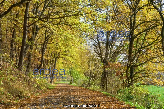  : Path in autumn forest, Guxhagen, Hesse, Germany