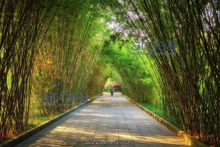 : Path in bamboo forest brove in Wangjiang Pavilio : Path in bamboo forest brove in Wangjiang Pavilio
