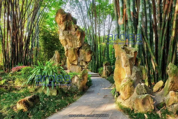 : Path in bamboo forest brove in Wangjiang Pavilio : Path in bamboo forest brove in Wangjiang Pavilio