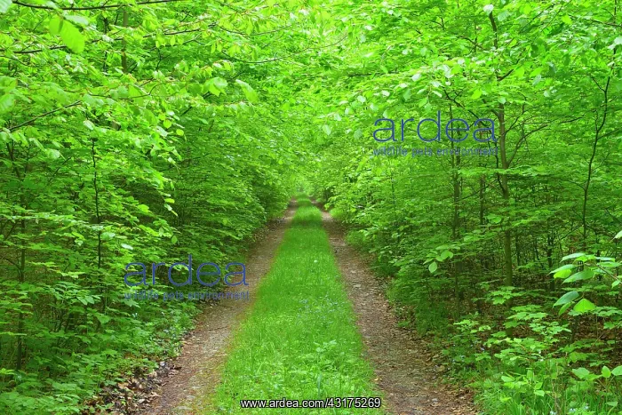 : Path through Beech Forest, Hainich National Park : Path through Beech Forest, Hainich National Park