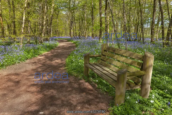 : Path in bluebell forest - bench and footpath leading : Path in bluebell forest - bench and footpath leading