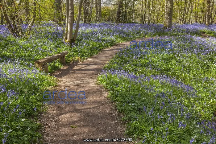 : Path in bluebell forest - bench and footpath leading : Path in bluebell forest - bench and footpath leading
