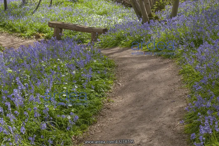 : Path in bluebell forest - bench and footpath leading : Path in bluebell forest - bench and footpath leading