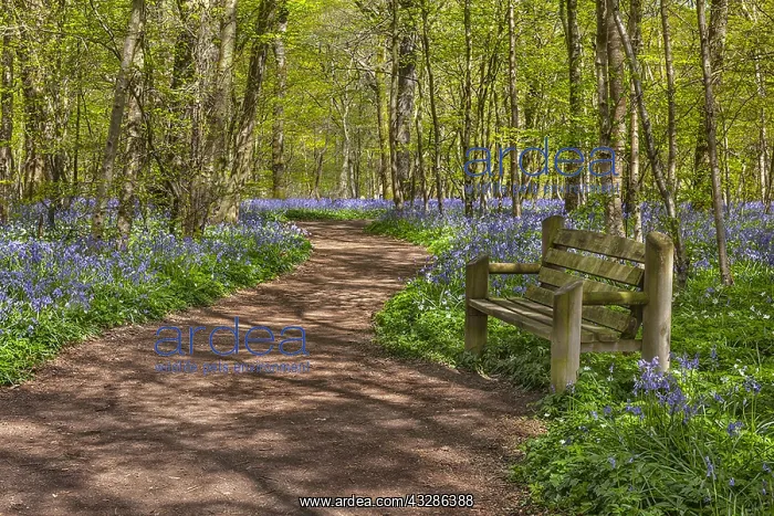 : Path in bluebell forest - bench and footpath leading : Path in bluebell forest - bench and footpath leading
