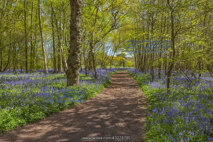 : Path in bluebell forest - footpath leading through : Path in bluebell forest - footpath leading through