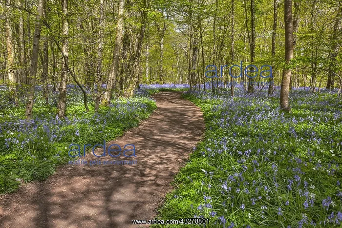 : Path in bluebell forest - footpath leading through : Path in bluebell forest - footpath leading through