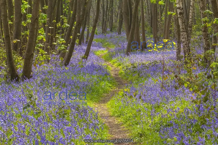 : Path in bluebell forest - footpath leading through : Path in bluebell forest - footpath leading through