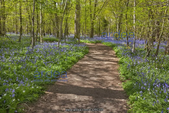 : Path in bluebell forest - footpath leading through : Path in bluebell forest - footpath leading through