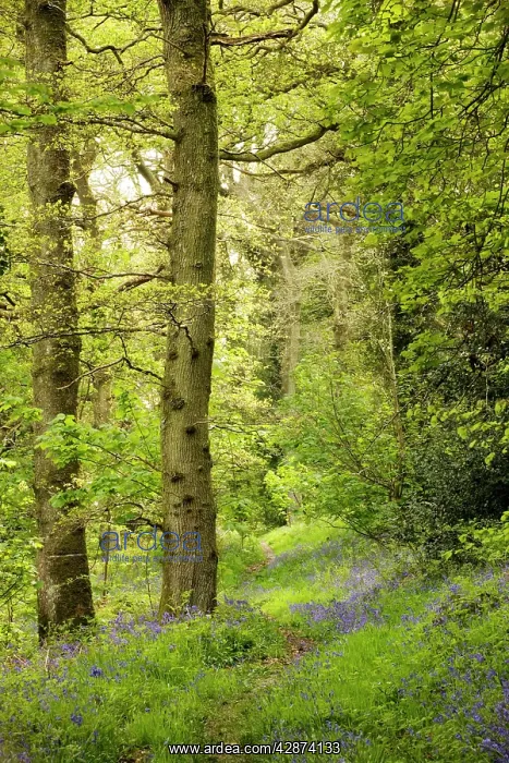 : Path through bluebell wood : Path through bluebell wood