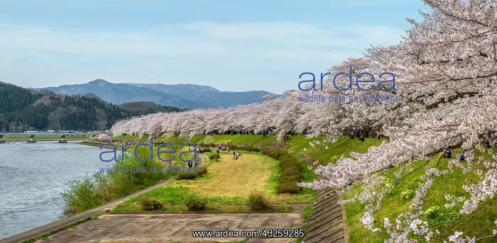 : Path of Cherry tree's full bloom, Kakunodate, Japan : Path of Cherry tree's full bloom, Kakunodate, Japan