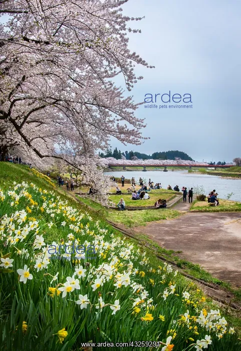 : Path of Cherry tree's full bloom, Kakunodate, Japan : Path of Cherry tree's full bloom, Kakunodate, Japan