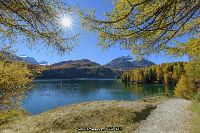 : Path with colorful larch trees and sun in autumn : Path with colorful larch trees and sun in autumn