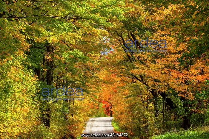 : Path through deciduous forest in autumn, Bromont : Path through deciduous forest in autumn, Bromont