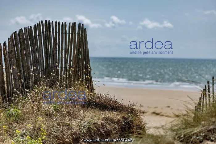 : Path through the dunes to the beach and the sea : Path through the dunes to the beach and the sea