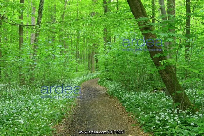 : Path Through European Beech Forest (Fagus sylvatica) : Path Through European Beech Forest (Fagus sylvatica)