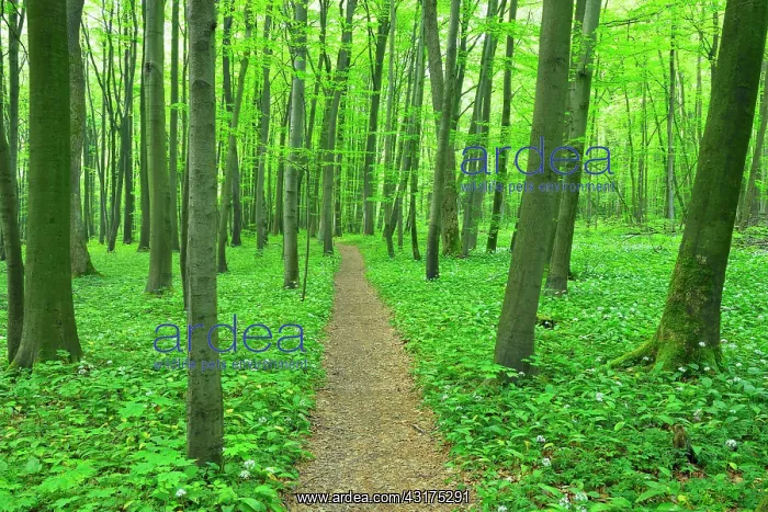 : Path Through European Beech Forest (Fagus sylvatica) : Path Through European Beech Forest (Fagus sylvatica)