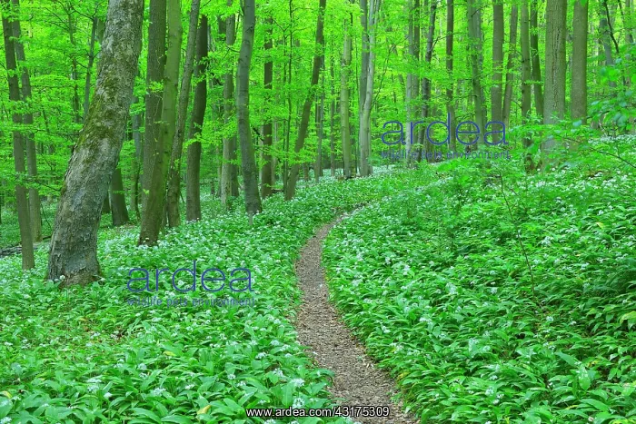 : Path Through European Beech Forest (Fagus sylvatica) : Path Through European Beech Forest (Fagus sylvatica)