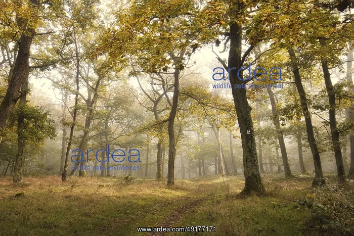 : Path in foggy forest with autumn leaves : Path in foggy forest with autumn leaves