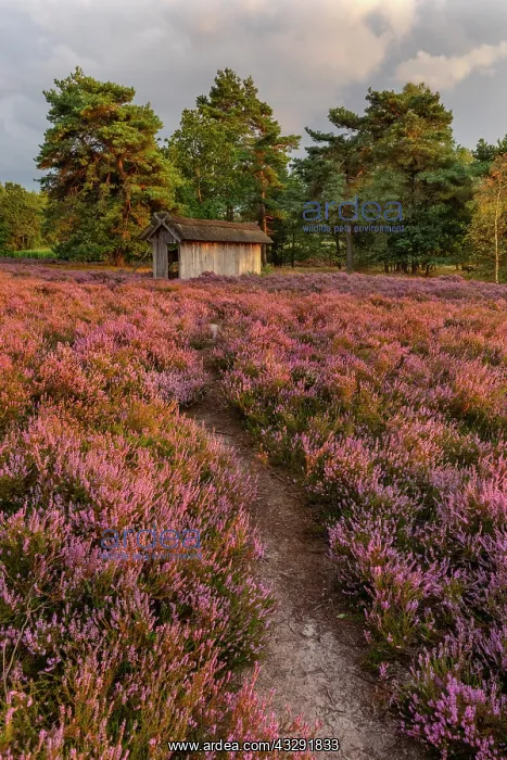 : Path in heather - foot path leading to a traditional apiary : Path in heather - foot path leading to a traditional apiary