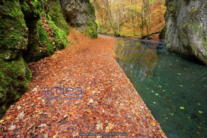 : Path / Hiking Trail along creek in forest Autumn : Path / Hiking Trail along creek in forest Autumn