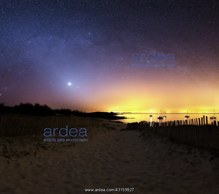 : A path leads to the sea between two palisades planted : A path leads to the sea between two palisades planted