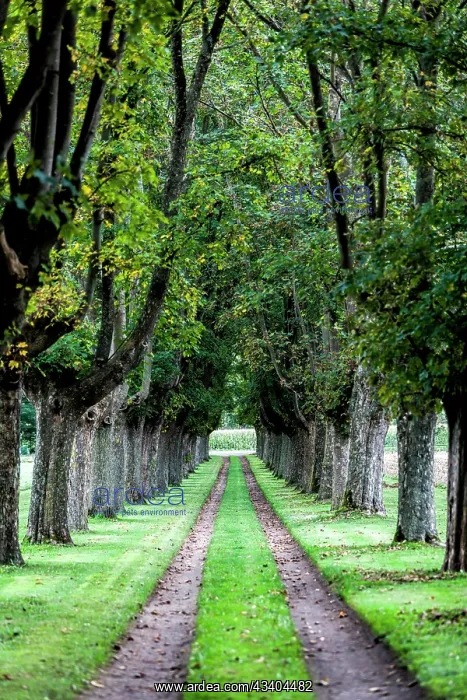 : A path with majestic maple trees : A path with majestic maple trees