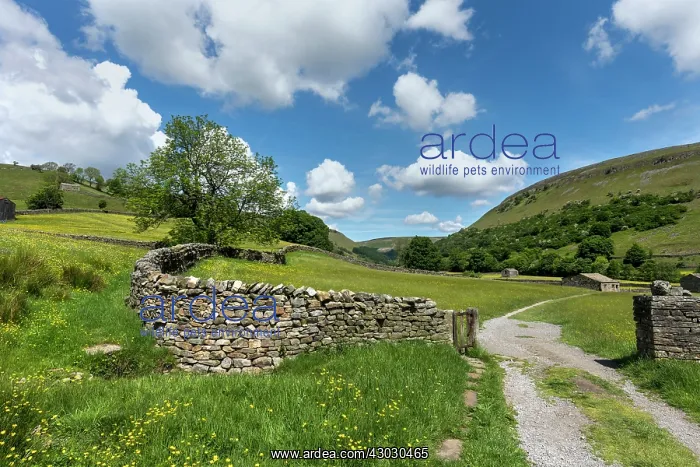 : Path and Meadow - Muker - Swaledale - Yorkshire Dales - UK : Path and Meadow - Muker - Swaledale - Yorkshire Dales - UK