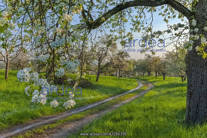 : Path in orchard - country road leading through traditional : Path in orchard - country road leading through traditional