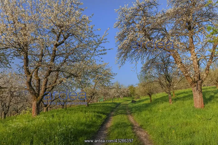 : Path in orchard - country road leading through traditional : Path in orchard - country road leading through traditional