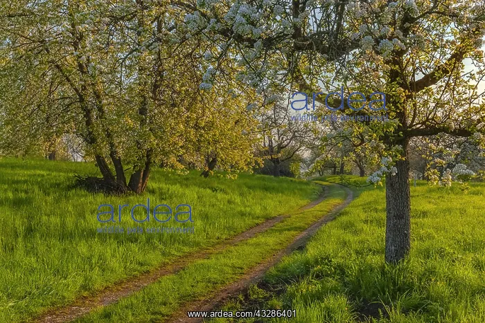 : Path in orchard - country road leading through traditional : Path in orchard - country road leading through traditional