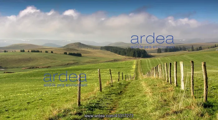 : Path between pastures, Cezallier massif, Puy de : Path between pastures, Cezallier massif, Puy de