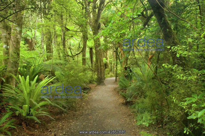 : Path in Rainforest - narrow walking track leading : Path in Rainforest - narrow walking track leading