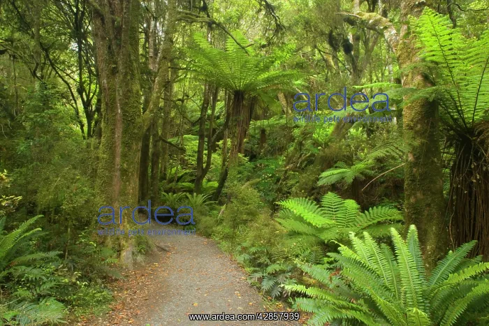 : Path in Rainforest - narrow walking track leading : Path in Rainforest - narrow walking track leading