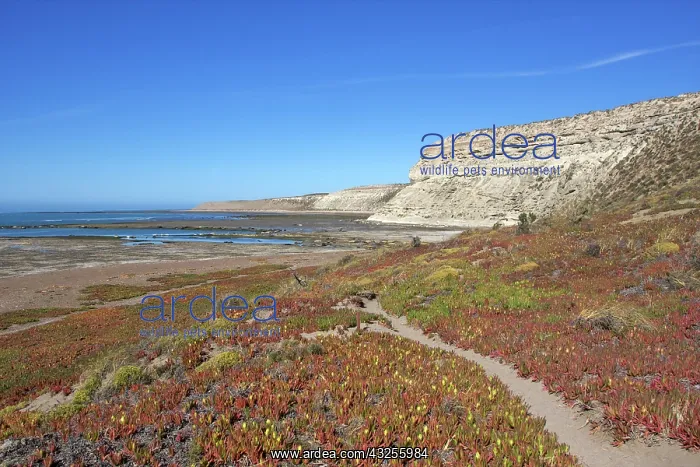 : Path to the sea lions colony, Punta Delgada : Path to the sea lions colony, Punta Delgada