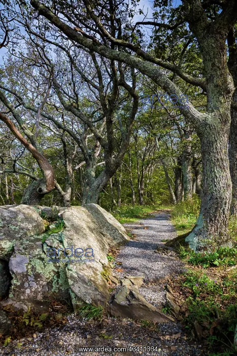 : Path, Shenandoah, Blue Ridge Parkway, Smoky Mountains, USA : Path, Shenandoah, Blue Ridge Parkway, Smoky Mountains, USA