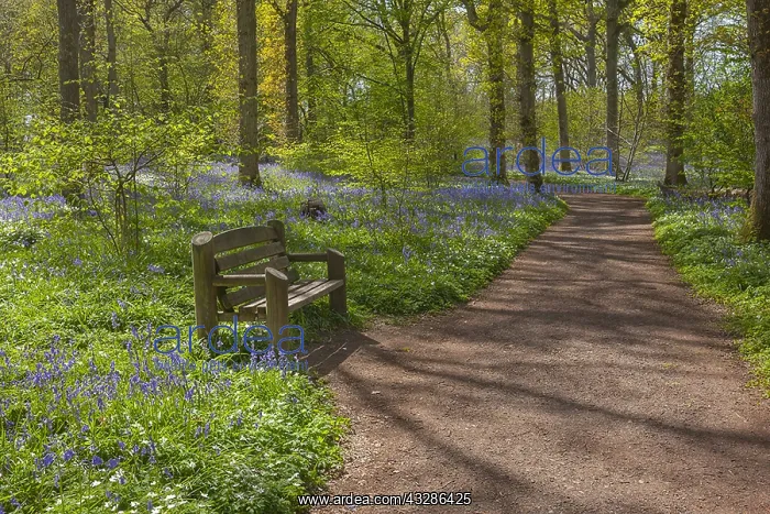 : Path in spring forest - bench and footpath leading : Path in spring forest - bench and footpath leading