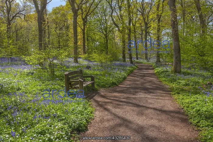 : Path in spring forest - bench and footpath leading : Path in spring forest - bench and footpath leading