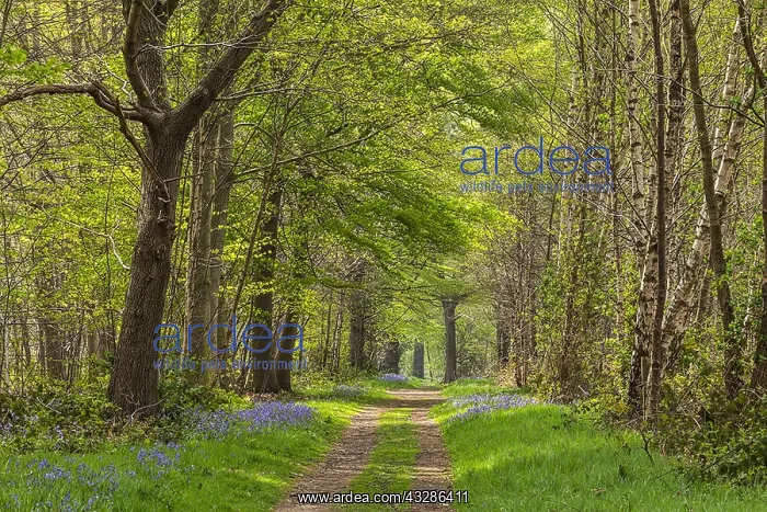 : Path in spring forest - footpath leading through : Path in spring forest - footpath leading through