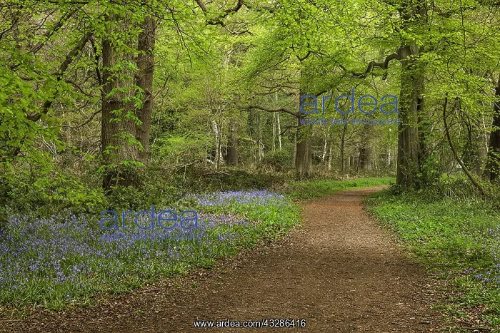 : Path in spring forest - footpath leading through : Path in spring forest - footpath leading through