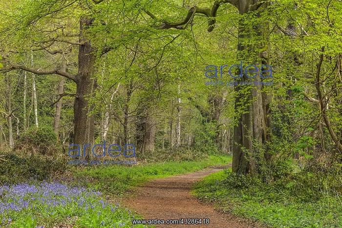 : Path in spring forest - footpath leading through : Path in spring forest - footpath leading through